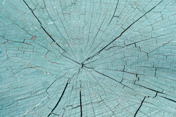 Painted section of stump. Close-up. Texture