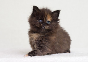 small three-colored kitten looks