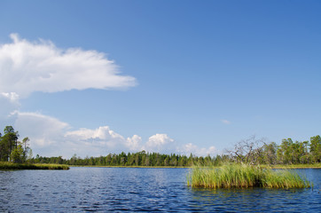 Vegetation and stones on the bank of the White sea