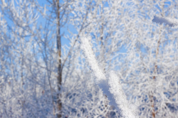 Branch tree in snow frost on snowy background