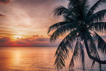 Fototapeta na wymiar Beautiful sunset over the sea with coconut palm above sea.