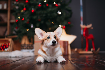 corgi puppy dog near merry christmas tree with red toys and gifts