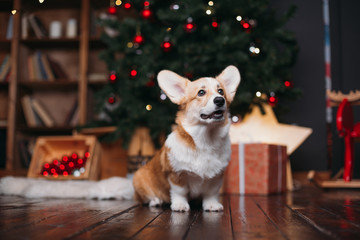 corgi puppy dog near merry christmas tree with red toys and gifts © Rinat Faizulin