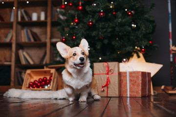 corgi puppy dog near merry christmas tree with red toys and gifts