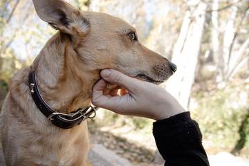 Obraz premium Hand stroking a dog