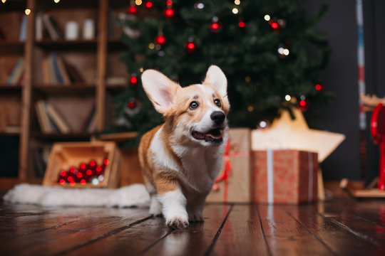 corgi puppy dog near merry christmas tree with red toys and gifts
