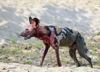 African Wild Dog covered in blood after a recent kill, standing on the dry sandy riverbank in South Luangwa National Park, Zambia, Southern Africa