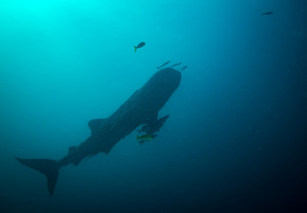 Fototapeta na wymiar Whale shark