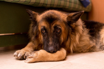  german shepherd inside house
