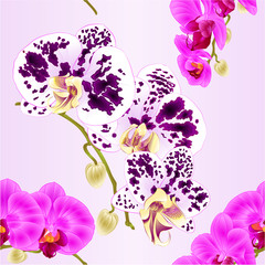 Obraz na płótnie Canvas Seamless texture beautiful Phalaenopsis Orchid purple and spotted stems with flowers and buds closeup vintage vector editable illustration hand draw