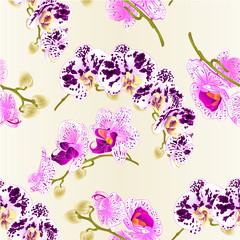 Obraz na płótnie Canvas Seamless texture beautiful Phalaenopsis Orchids spotted and white and purple stems with flowers and buds vintage vector closeup editable illustration hand draw