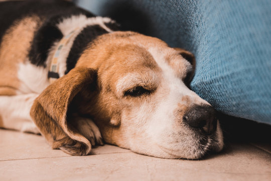 beagle sleeping at home