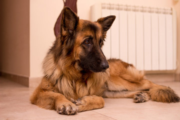  german shepherd inside house