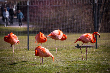 Flamingos