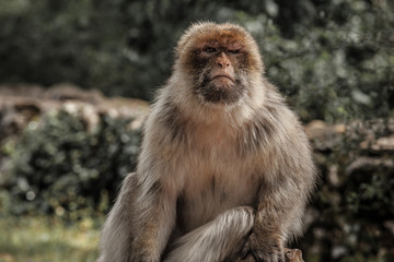 portrait de singe 