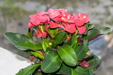Euphorbia pink red flowers, crown of thorns, Christ plant (Coronita lui Iisus), dark green leafs,...