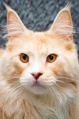 Naklejka na ściany i meble Red Maine Coon cat
