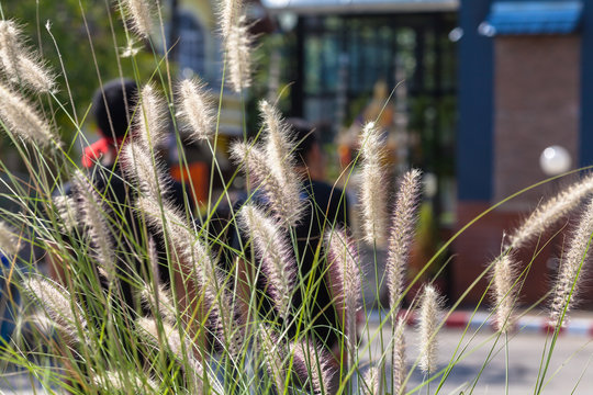 Feather Grass or Needle Grass, selective focus