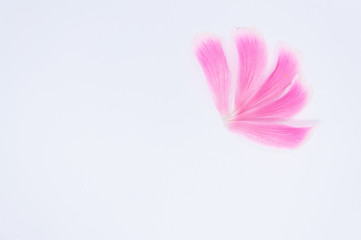 top view of pink petal of hibiscus flower in white background