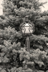 street lamp in spruce branches. Christmas tree and a lantern. Relaxation. walking in the park