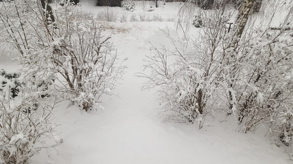 Winter season with white snow in gardon 