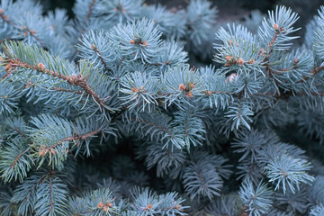 Naklejka na ściany i meble Spruce branches. christmas tree