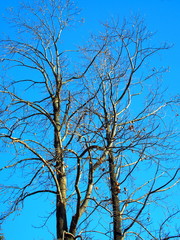 枯れ木のユリノキと冬空