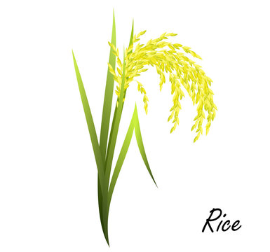 Rice (Oryza sativa, Asian rice). Hand drawn realistic vector illustration of rice plant on white background.