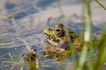 Frog 1