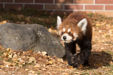 岩とレッサーパンダ