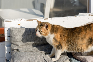 Orange Brown and White Cat on a Sofa