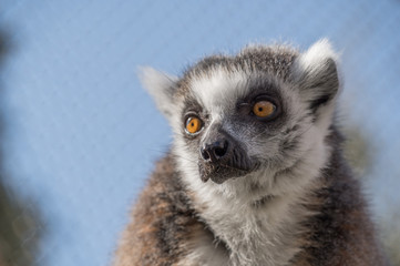 真面目なワオキツネザル