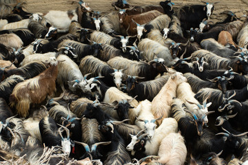 Nepal - Upper Mustang - Chele