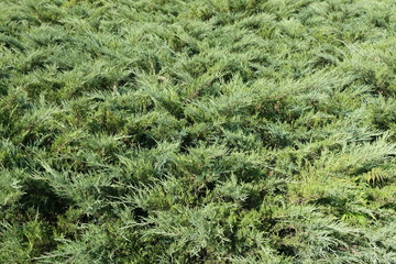 Dense green leafage of savin juniper shrub