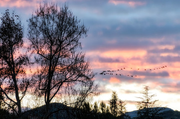 Obraz premium Serene California sunset view with bare tree silhouettes and migrating birds flying in V formation; soft focus