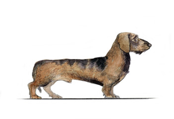 Карликовая такса нарисованная акварелью в профиль