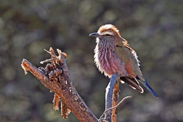 Stichelracke (Coracias naevia) am Waterberg in Namibia