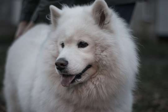 close-up portrait of a beautiful Samoyed muzzle. Samoyed. Beautiful fluffy white dog. Amazing animal