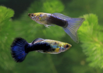 Zwei blaue Guppy im Aquarium, Poecilia reticulata