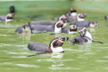 Humboldt penguin swimming in water, portrait of penguin