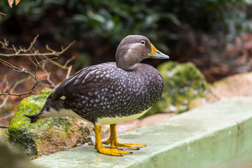Portrait of young duck with the green and brown background.