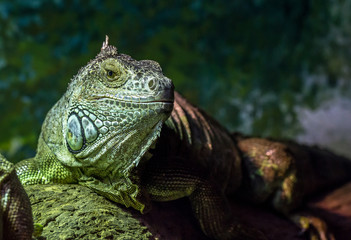 Lizard