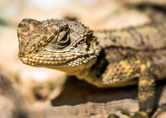 Lizard 1
