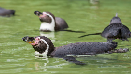 Humboldt penguin swimming in water, portrait of penguin