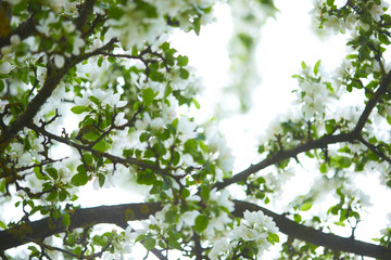 Fototapeta premium apple blossom