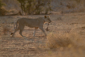 Lion at sunrise