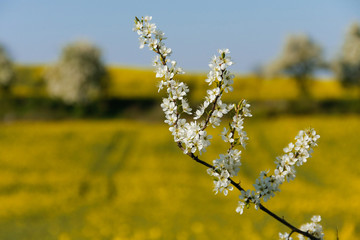 Branch of fruit tree with fresh spring season flowers, blur background.