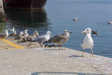 Seagulls in a port of Galicia, Spain.