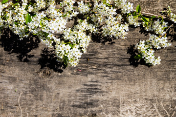 Spring flowering branch on wooden background with copy space