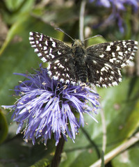 Farfalla posata sul fiore viola